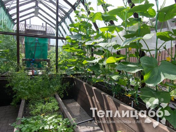 Теплица Рада Исеть под стекло, ширина 3 метра (Калькулятор)